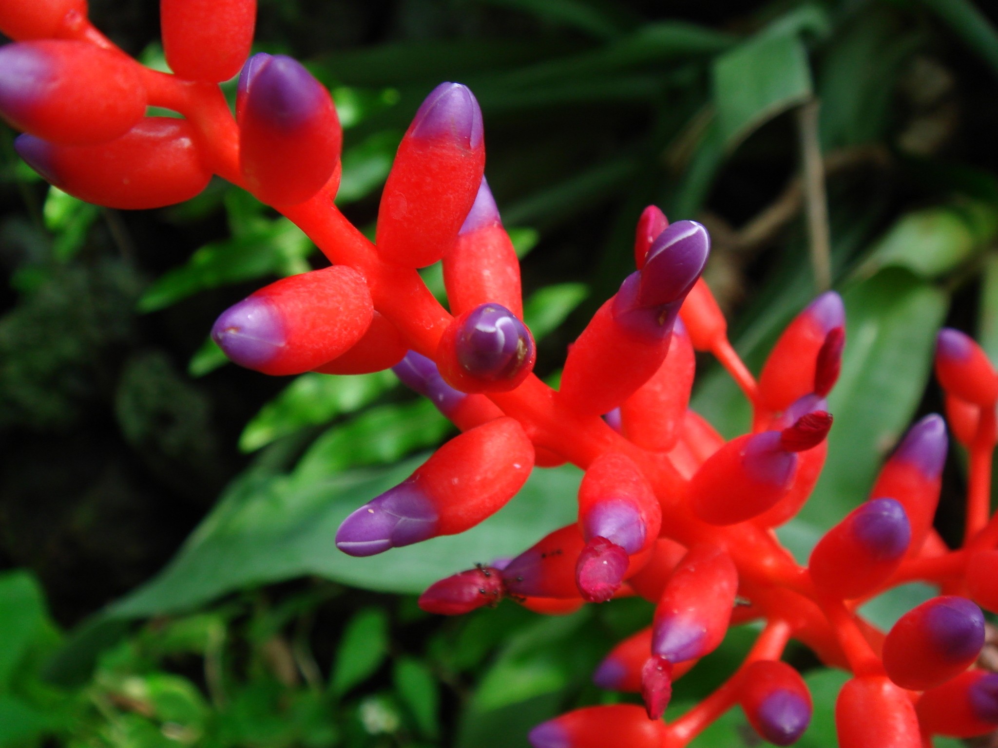 Aechmea fulgens Brongniart